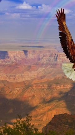 Картинка: Птица, орлан, орёл, летит, крылья, хищник, высота, радуга, небо, каньон