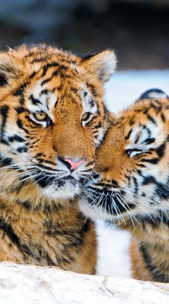 Картинка: Пара, тигрята, морда, полосы, глаза, взгляд, хищник, снег, зима, нежатся