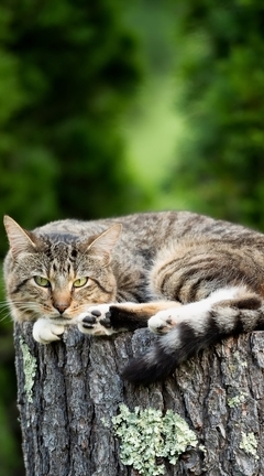 Картинка: Кот, котик, пень, лежит, лето, зелень