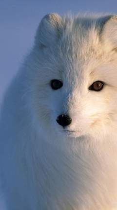 Картинка: Песец, хищник, белый, пушистый, полярный, взгляд