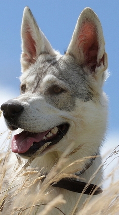 Image: Dog, face, field, ears, sky