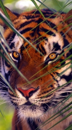 Image: Bengal tiger, predator, stripes, look, eyes, branches