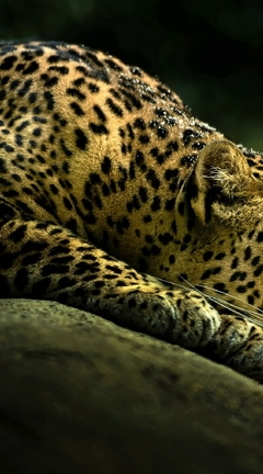 Картинка: Леопард, пятна, лежит, камень, затемнение