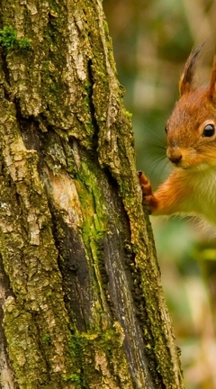 Image: Squirrel, red, trees