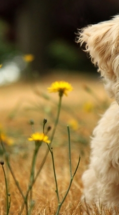 Картинка: Щенок, собака, шерсть, глаза, нос, сидит, природа, одуванчики, день