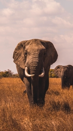 Image: Elephants, grass, comes, sky, field