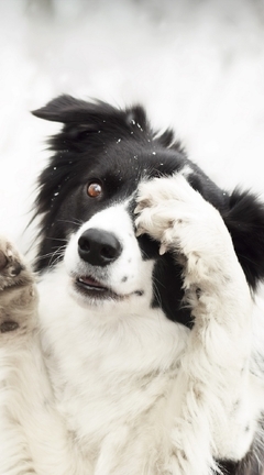 Картинка: Собака, морда, лапы, зима, снег