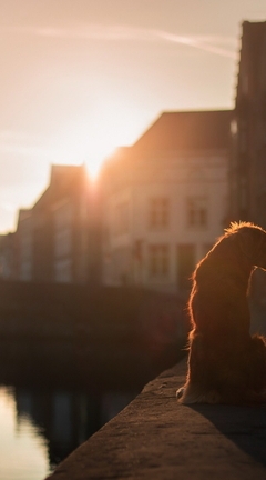 Image: Dog, sitting, sunset, water, bridge, house, street