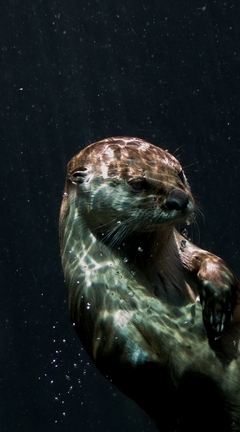 Image: Otter, water, reflections, floating, dark