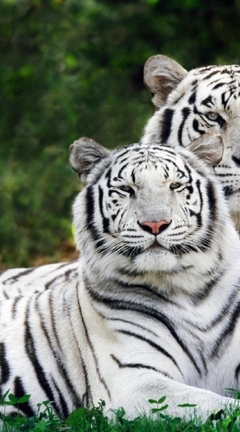 Картинка: Бенгальские тигры, пара, лежат, трава, белые, тигры
