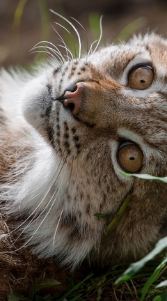 Image: Lynx, muzzle, eyes, ears, grass, resting, photographer, Cecilie Sonsteby