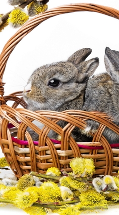 Картинка: Кролики, два, корзинка, верба, веточки