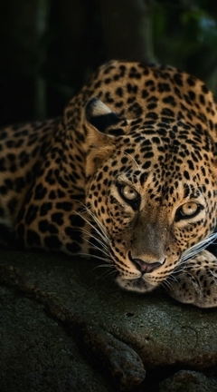 Картинка: Кошка, леопард, лежит, камни, отдыхает, взгляд