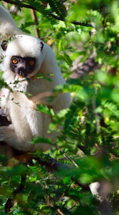 Image: Lemur, white, branches, greenery, leaves, nature