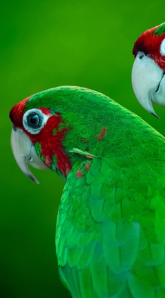 Картинка: Попугаи, пара, зелёные, краснощёкие