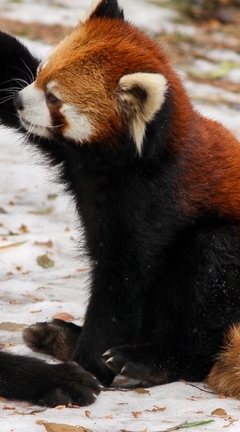 Картинка: Малая панда, пара, играют, зима, лапы, хвост
