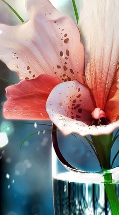 Картинка: цветок, лилия, вода, ваза, частицы, капли, блики
