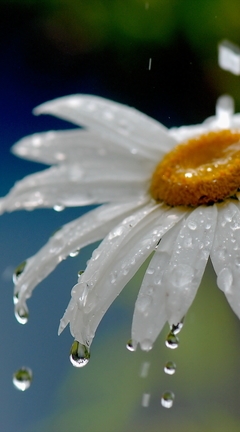 Картинка: Ромашка, капли, лепестки, дождь, вода, цветок