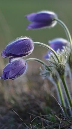 Image: Sleep-grass, Pasqueflower, flowers, field, plant, nature, macro, blurring