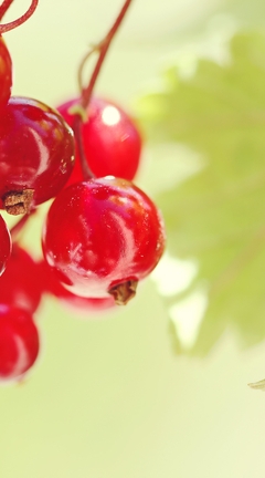 Картинка: Красная смородина, плоды, спелые, ягоды, листья