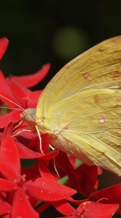 Картинка: Бабочка, крылья, красные, цветы