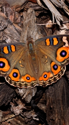 Image: Butterfly, wings, wood, wood