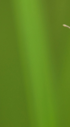 Картинка: Жук, усики, зелёный, трава, травинка, макро