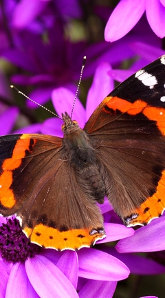 Image: butterfly, purple flowers, beautiful nature