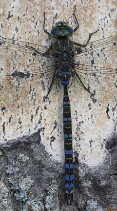 Image: Dragonfly, blue, wings, sitting, bark