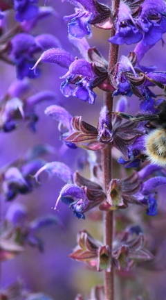 Image: Bumblebee, collects, nectar, flower