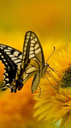 Image: Butterfly, wings, color, flower, sunflower, yellow, sits, collects, nectar, blur