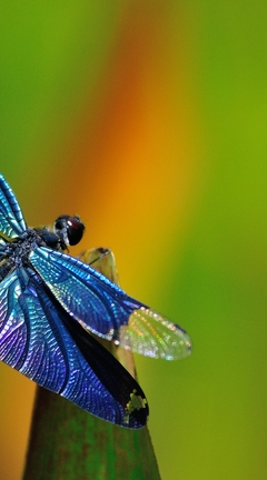 Image: Dragonfly, wings, sitting, blurring, leaf