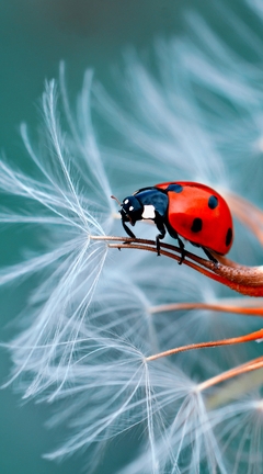 Image: Ladybug, sitting, dandelion, seeds, leafless, close-up