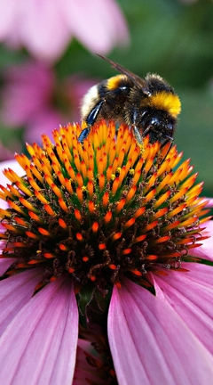 Image: Flower, Coneflower, bumblebee, sits, collects, pollen