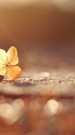 Image: Leaf, lies, bokeh, blur, light, clover