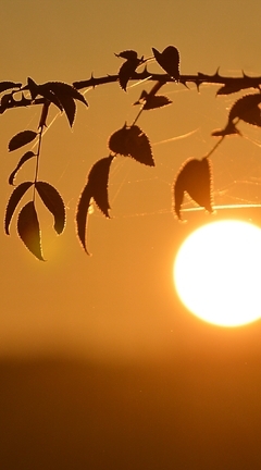 Картинка: Листья, ветка, паутина, закат, солнце