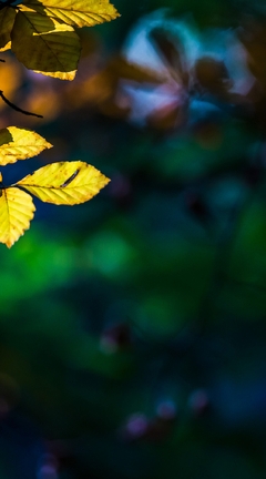 Картинка: Ветка, листья, блики, свет