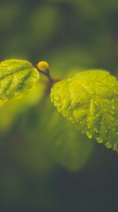 Image: Leaves, branch, drops, water, focus