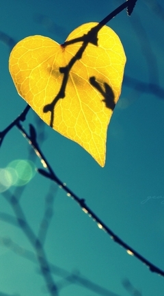 Картинка: Лист, жёлтый, ветки, осень, форма, сердечко, небо, боке, крупный план, фон