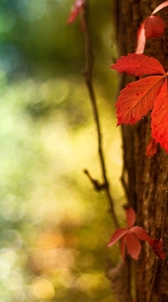 Image: Autumn, autumn leaves, bark, tree, bokeh, reflections