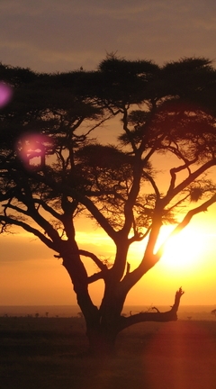 Image: Tree, sun, crown, sunset, safari, Africa, sky, trees, branches