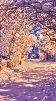 Image: Winter, snow, forest, shadows, track, night