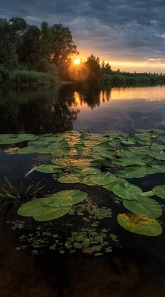 Image: River, water, pond, summer, sunset, evening, water lilies, sky