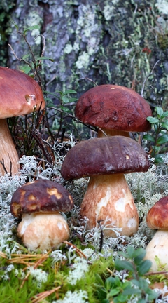 Image: Mushrooms, white fungus, boletus, nature, forest, moss, family