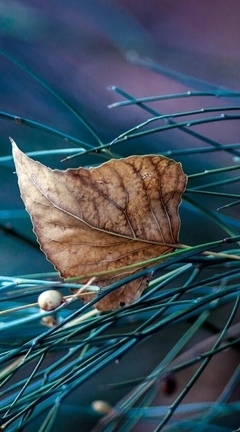 Картинка: Сухой, лист, осень, ель, иголки