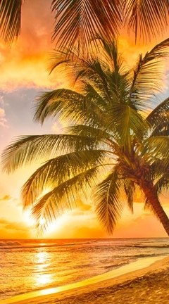 Картинка: Тропики, пальмы, небо, море, песок, закат