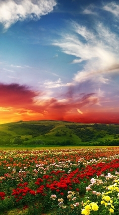 Картинка: цветы, поле, закат, лето, холм, небо