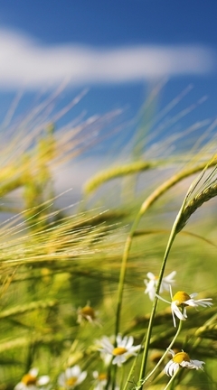 Image: Cereals, wheat, spike, Daisy, field, wind, macro, blurring