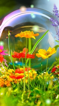 Image: Wild flowers, grass, insects, butterfly, bumblebee, bubble