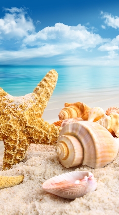 Image: Sea, sand, vacation, starfish, shells, sky